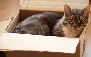 cat enjoying a cardboard box