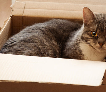 cat enjoying a cardboard box