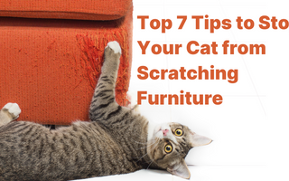 Stop Your Cat from Scratching Furniture