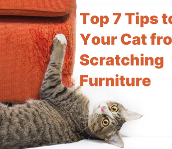 Stop Your Cat from Scratching Furniture