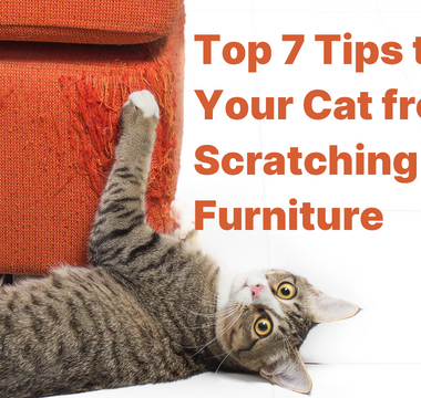 Stop Your Cat from Scratching Furniture