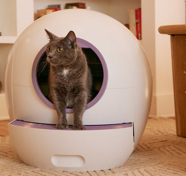 How to Choose the Best Place for a Litter Box: Top Tips for Optimal Placement