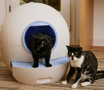 Using a Self-Cleaning Litter Box for Multi-Cat Households