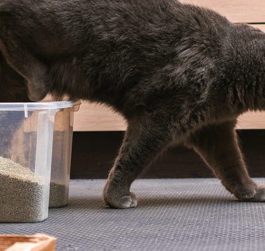 Cat Litter Mats Useful