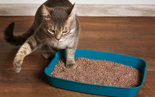 Cat Litter Box Training