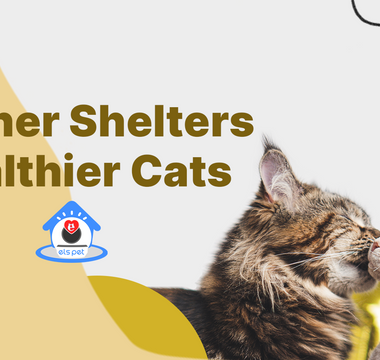 Els Pet Made a Difference for Cat Shelters